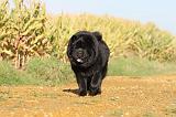 CHOW CHOW 271
